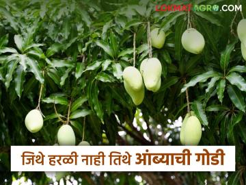 Farmer Success: कासळवाडीच्या लाल मातीतील 'केशर'चा सुगंध वाचा सविस्तर - Marathi News | Farmer Success: Read in detail the fragrance of 'Kesar Mango' in the red soil of Kasalwadi | Latest News at Lokmat.com Farmer Success: कासळवाडीच्या लाल मातीतील 'केशर'चा सुगंध वाचा सविस्तर - Marathi News | Farmer Success: Read in detail the fragrance of 'Kesar Mango' in the red soil of Kasalwadi | Latest News at Lokmat.com