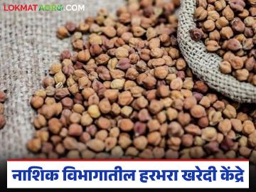 नाशिक विभागात एकूण 26 ठिकाणी हरभरा, तूर खरेदी केंद्रास मान्यता, काय हमीभाव मिळतोय?  - Marathi News | Latest News Approval of gram, tur procurement centers at 26 locations in Nashik division, | Latest News at Lokmat.com