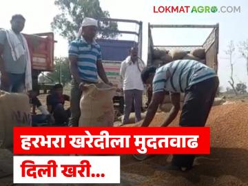 Harbhara Kharedi : 23 दिवसांत साडेतीन लाख टन हरभरा खरेदी होईल काय, MSP दराने खरेदीवर प्रश्नचिन्ह  - Marathi News | Latest news Harbhara Kharedi Will 3.5 Lakh Tons of Gram Be Procured Within 23 Days | Latest News at Lokmat.com