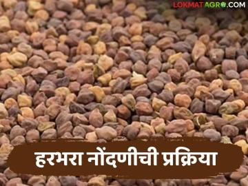 तुमच्या मोबाईलवरून दोन मिनिटांत करा हरभरा खरेदी नोंदणी, अशी आहे रजिस्ट्रेशनची सोपी प्रक्रिया  - Marathi News | Latest news Register for gram purchase from your mobile in two minutes,see simple process | Latest News at Lokmat.com