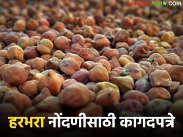 आजपासून नाफेडद्वारा हरभऱ्याची नोंदणी व खरेदी, नोंदणीसाठी कोणकोणती कागदपत्रे लागतील? - Marathi News | Latest News what documents will be required for registration and purchase of gram through NAFED | Latest News at Lokmat.com आजपासून नाफेडद्वारा हरभऱ्याची नोंदणी व खरेदी, नोंदणीसाठी कोणकोणती कागदपत्रे लागतील? - Marathi News | Latest News what documents will be required for registration and purchase of gram through NAFED | Latest News at Lokmat.com