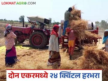 Harbhara Sheti : चंद्रपूरच्या शेतकऱ्याने दोन एकरमध्ये 24 क्विंटल हरभऱ्याचे उत्पादन कसं घेतलं?  - Marathi News | Latest News farmer from Chandrapur produce 24 quintals of gram in two acres see details | Latest News at Lokmat.com