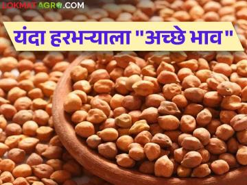 Harbhara Marke : हरभऱ्याची आवक कमी; मागणी जास्त  - Marathi News | Harbhara Marke : Inflow of Harbhara is low; High demand  | Latest News at Lokmat.com