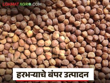 Harbhara Market :हरभऱ्याची आवक वाढली; एप्रिलमध्ये भाव किती मिळणार? - Marathi News | latest news Harbhara Market: Harbhara arrivals increased; What will be the price in April? | Latest News at Lokmat.com
