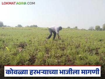 Harbhara Bhaji : शेतकऱ्यांना दिलासा; कोवळ्या हरभऱ्याच्या भाजीला वाढली मागणी वाचा सविस्तर - Marathi News | latest news Harbhara Bhaji: Relief for farmers; Demand for young gram vegetable has increased Read in detail | Latest News at Lokmat.com Harbhara Bhaji : शेतकऱ्यांना दिलासा; कोवळ्या हरभऱ्याच्या भाजीला वाढली मागणी वाचा सविस्तर - Marathi News | latest news Harbhara Bhaji: Relief for farmers; Demand for young gram vegetable has increased Read in detail | Latest News at Lokmat.com