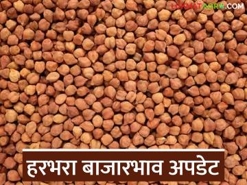 Harbhara Bajarbhav : हरभरा बाजारात काही ठिकाणी दर कोसळले, तर काही ठिकाणी झेपावले - Marathi News | latest news Harbhara Bajarbhav: In the Harbhara market, prices fell in some places, while they rose in others | Latest News at Lokmat.com
