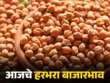 Harbhara Bajarbhav : राज्यात हरभरा बाजारात ट्विस्ट; काबुली हरभऱ्याला सोन्याचा भाव, लोकलला फटका - Marathi News | latest news Harbhara Bajarbhav: Twist in the Harbhara market in the state; Gold price for Kabuli gram, local hit | Latest News at Lokmat.com