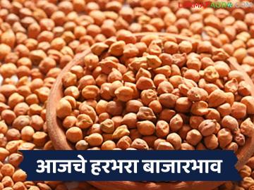 Harbhara Bajarbhav : काबुली हरभऱ्याला जबरदस्त मागणी; अनेक बाजारांत दरात तेजी - Marathi News | latest news Harbhara Bajarbhav : Huge demand for Kabuli Harbhara; Prices rise in many markets | Latest News at Lokmat.com