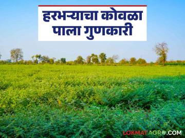Harbhara Bhaji : हरभऱ्याचा कोवळा पाला खा; मधुमेहावर मिळवा नियंत्रण कसे ते वाचा सविस्तर - Marathi News | Harbhara Bhaji: Eat young leaves of Harbhara; Read in detail how to control diabetes | Latest News at Lokmat.com