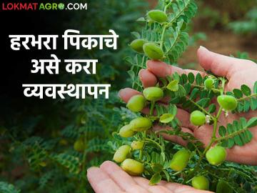 Rabi Season : रब्बीसाठी शेतकऱ्यांची लगबग सुरु; हरभऱ्याची पेरणी करताना 'ही' काळजी घ्या - Marathi News | Rabi Season: Farmers rush for Rabi; Take this care while sowing gram | Latest News at Lokmat.com