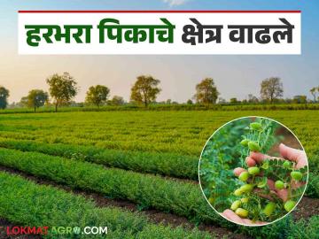 Rabi season 2024 : यंदा २ लाख ९५ हजार ८८६ हेक्टरवर क्षेत्रावर रब्बी हंगामात पीक पेरणीचे नियोजन वाचा सविस्तर - Marathi News | Rabi season 2024 : Planning of crop sowing in Rabi season on an area of 2 lakh 95 thousand 886 hectares this year Read in detail | Latest News at Lokmat.com