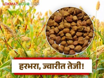 हरभरा आणि ज्वारीच्या बाजारात सध्या तेजीचा कल; साखरेच्या भाववाढीची शक्यता नाही - Marathi News | Gram and jowar market is currently on a bullish trend; no possibility of sugar price hike | Latest News at Lokmat.com हरभरा आणि ज्वारीच्या बाजारात सध्या तेजीचा कल; साखरेच्या भाववाढीची शक्यता नाही - Marathi News | Gram and jowar market is currently on a bullish trend; no possibility of sugar price hike | Latest News at Lokmat.com