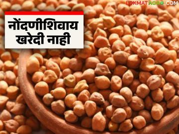 Harbhara Kharedi : हमीभावाने हरभरा विकायचा? मग 'या' अटी पूर्ण असणे बंधनकारक - Marathi News | latest news Harbhara Kharedi: Want to sell gram at a guaranteed price? Then it is mandatory to fulfill 'these' conditions | Latest News at Lokmat.com