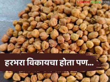 Harbhara Kharedi :'लिमिट संपली' म्हणत खरेदी बंद; हरभरा शेतकऱ्यांचे लाखोंचे नुकसान? - Marathi News | latest news Harbhara Kharedi: Purchase stopped saying 'limit is over'; Harbhara farmers lose lakhs? | Latest market-yard News at Lokmat.com