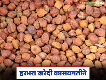 Harbhara Kharedi : हरभरा खरेदी कासवगतीने; नाफेड केंद्रांवर शेतकरी रांगेत - Marathi News | latest news Harbhara Kharedi: Harbhara procurement at a snail's pace; Farmers queue at Nafed centers | Latest News at Lokmat.com Harbhara Kharedi : हरभरा खरेदी कासवगतीने; नाफेड केंद्रांवर शेतकरी रांगेत - Marathi News | latest news Harbhara Kharedi: Harbhara procurement at a snail's pace; Farmers queue at Nafed centers | Latest News at Lokmat.com