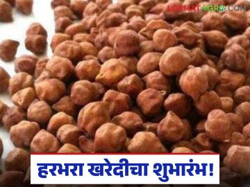 Chana Procurement : हरभरा शेतकऱ्यांसाठी मोठी बातमी; आजपासून हमीदराने खरेदी सुरू - Marathi News | latest news Chana Procurement: Big news for chana farmers! Procurement starts at guaranteed price from today | Latest News at Lokmat.com