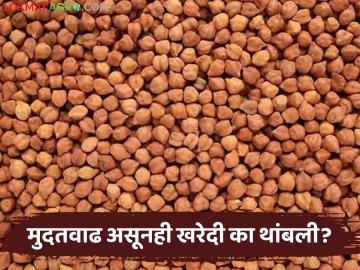 Harbhara Kharedi : शेतकऱ्यांची थट्टा? हरभरा खरेदीची मुदतवाढ ठरली 'फसवी'; पोर्टल पुन्हा बंद! - Marathi News | latest news Harbhara Kharedi: Farmers' mockery? Extension of Harbhara Kharedi date turned out to be 'fraud'; Portal closed again! | Latest News at Lokmat.com