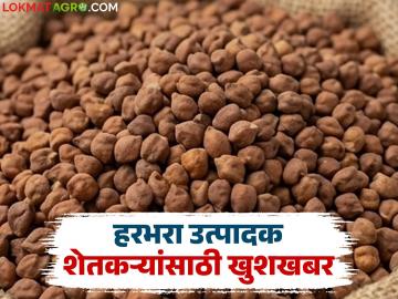 केंद्र सरकारने हरभरा खरेदीचा कालावधी वाढवला; आता किती तारखेपर्यंत सुरु राहणार खरेदी? - Marathi News | The central government has extended the period for gram procurement; till when will the procurement continue? | Latest News at Lokmat.com
