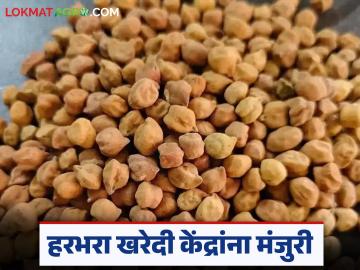 हमीभावाने हरभरा खरेदी करण्यासाठी खरेदी केंद्रांना मंजुरी; प्रति क्विंटल काय दर केला निश्चित? - Marathi News | Approval given to procurement centers to purchase gram at guaranteed price; What price per quintal has been decided? | Latest News at Lokmat.com हमीभावाने हरभरा खरेदी करण्यासाठी खरेदी केंद्रांना मंजुरी; प्रति क्विंटल काय दर केला निश्चित? - Marathi News | Approval given to procurement centers to purchase gram at guaranteed price; What price per quintal has been decided? | Latest News at Lokmat.com
