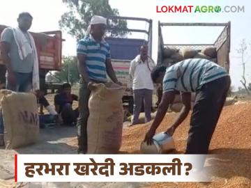 Harbhara Kharedi : हरभरा खरेदी अडकली; काय आहे कारण? वाचा सविस्तर - Marathi News | latest news Harbhara Kharedi: Harbhara purchase stuck; What is the reason? Read in detail | Latest News at Lokmat.com