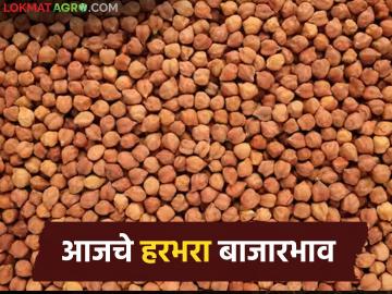 Harbhara Bajarbhav : हरभरा विकण्याआधी हे पाहा; आज राज्यातील बाजारात दर कसे राहिले? - Marathi News | latest news Harbhara Bajarbhav: Before selling gram, see this; How were the prices in the state market today? | Latest News at Lokmat.com