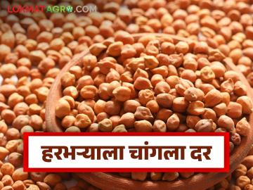 Chana Market : हरभऱ्याच्या दरात उसळी; साठा जपलेल्या शेतकऱ्यांना चांगला भाव वाचा सविस्तर - Marathi News | latest news Chana Market: Chana prices surge; Farmers who have kept their stocks get good prices Read in detail | Latest News at Lokmat.com