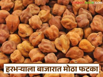 Harbhara Market : हरभरा उत्पादक अडचणीत; बाजारात दर घसरले, प्रति क्विंटल मोठा तोटा - Marathi News | latest news Harbhara Market: Harbhara producers in trouble; Market prices fall, big loss per quintal | Latest News at Lokmat.com