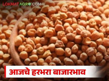 Harbhara Bajarbhav : हरभऱ्याच्या आवकेत बदल; 'या' बाजारात दर झाले तेजीत वाचा सविस्तर - Marathi News | latest news Harbhara Bajarbhav: Change in arrival of Harbhara; Prices have increased in this market Read in detail | Latest News at Lokmat.com