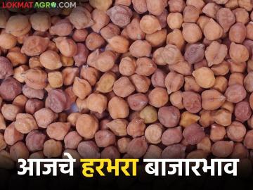 Harbhara Bajarbhav : हरभऱ्याची मोठी आवक; कोणत्या बाजारात मिळतोय सर्वाधिक दर? - Marathi News | latest news Harbhara Bajarbhav: Large arrival of Harbhara; Which market is getting the highest price? | Latest News at Lokmat.com