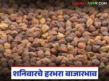 Harbhara Bajarbhav : शेतकऱ्यांनी लक्ष द्या! आज हरभऱ्याला कुठे किती भाव मिळाला? - Marathi News | latest news Harbhara Bajarbhav: Farmers pay attention! Where and how much did you get for Harbhara today? | Latest News at Lokmat.com