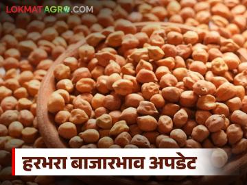 Harbhara Bajarbhav : काबुली हरभऱ्याची जोरदार मागणी; दर कुठे वाढले, कुठे घसरले? वाचा सविस्तर - Marathi News | latest news Harbhara Bajarbhav: Strong demand for Kabuli gram; Where did the prices increase, where did they decrease? Read in detail | Latest News at Lokmat.com Harbhara Bajarbhav : काबुली हरभऱ्याची जोरदार मागणी; दर कुठे वाढले, कुठे घसरले? वाचा सविस्तर - Marathi News | latest news Harbhara Bajarbhav: Strong demand for Kabuli gram; Where did the prices increase, where did they decrease? Read in detail | Latest News at Lokmat.com