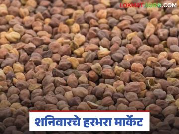 Harbhara Bajarbhav : हरभरा बाजारात मोठे चढ-उतार वाचा संपूर्ण अपडेट - Marathi News | latest news Harbhara Bajarbhav: Big ups and downs in the Harbhara market, read the full update | Latest News at Lokmat.com Harbhara Bajarbhav : हरभरा बाजारात मोठे चढ-उतार वाचा संपूर्ण अपडेट - Marathi News | latest news Harbhara Bajarbhav: Big ups and downs in the Harbhara market, read the full update | Latest News at Lokmat.com