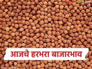 Harbhara Bajarbhav : हरभरा बाजारात दर काही ठिकाणी ७ हजार पार, तर कुठे कोसळले; वाचा सविस्तर - Marathi News | latest news Harbhara Bajarbhav: Harbhara Bajar crosses 7 thousand in some places, while others fall; Read in detail | Latest News at Lokmat.com