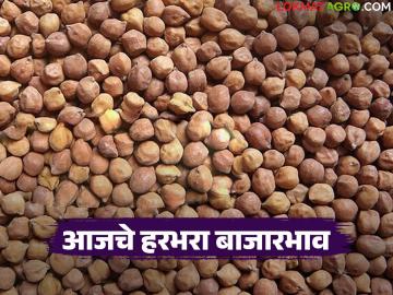 Harbhara Bajarbhav : हरभऱ्याला मुंबईत उच्चांक दर; 'या' बाजारात मात्र दर कोसळले वाचा सविस्तर - Marathi News | latest news Harbhara Bajarbhav: Harbhara has the highest price in Mumbai; However, prices have fallen in this market. Read in detail | Latest News at Lokmat.com Harbhara Bajarbhav : हरभऱ्याला मुंबईत उच्चांक दर; 'या' बाजारात मात्र दर कोसळले वाचा सविस्तर - Marathi News | latest news Harbhara Bajarbhav: Harbhara has the highest price in Mumbai; However, prices have fallen in this market. Read in detail | Latest News at Lokmat.com