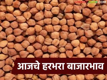 Harbhara Bajarbhav : हरभऱ्याच्या दरात चढ-उतार; पाहा आजचे बाजारभाव - Marathi News | latest news Harbhara Bajarbhav: Fluctuations in the price of Harbhara; See today's market price | Latest News at Lokmat.com