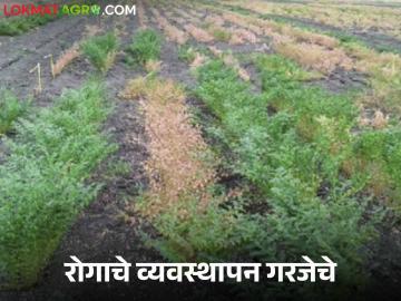 Harbhara Mar Rog Niyantran : हरभरा पिकावरील मर रोगाचे कसे करावे व्यवस्थापन वाचा सविस्तर - Marathi News | Harbhara Mar Rog Niyantran : How to manage mar disease on Harbhara crop read in detail | Latest News at Lokmat.com