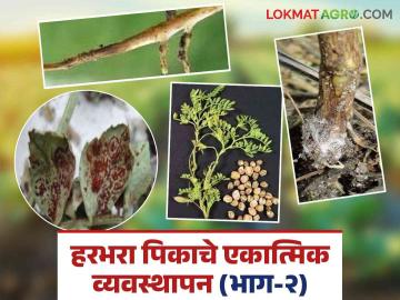 Harbhara Rog Niyantran : हरभरा पिकातील ओली मुळकुज आणि इतर रोगांचे असे करा नियंत्रण  - Marathi News | Harbhara Rog Niyantran : Control of wet rot and other diseases in Harbhara crop  | Latest News at Lokmat.com