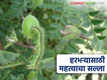 हरभरा पिकातील सद्यस्थितीत घाटे अळीच्या नियंत्रणासाठी करा ह्या सोप्या फवारण्या - Marathi News | Simple sprays for the control of pod borer in chick pea crop at present situation | Latest News at Lokmat.com