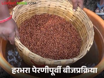 Harbhara Seed Treatment : हरभरा पेरणी बीजप्रक्रिया करूनच करावी, कारण.... जाणून घ्या सविस्तर  - Marathi News | Latest News Harbhara Sowing Gram sowing should be done only after seed treatment know in detail  | Latest News at Lokmat.com