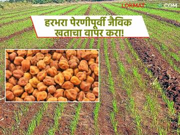Harbhara Seed Treatment : रब्बी हंगामात हरभरा पेरणीसाठी तज्ज्ञांचा सल्ला; रायझोबियम बीजप्रक्रिया करा - Marathi News | latest news Harbhara Seed Treatment: Expert advice for sowing gram in Rabi season; Apply Rhizobium seed treatment | Latest smart-farming News at Lokmat.com