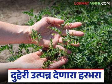 शेतकऱ्यांनो हरभरा पिकात 'ह्या' बाबीला द्याल प्राधान्य तर मिळेल दुहेरी उत्पन्न - Marathi News | Farmers, if you give priority to 'this' aspect in gram crop, you will get double income | Latest News at Lokmat.com