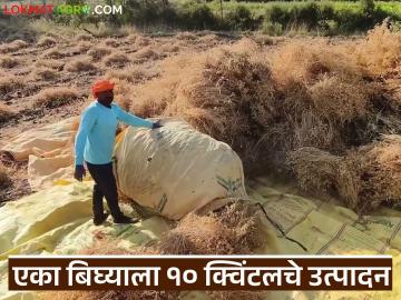 एका बिघ्याला 10 क्विंटल हरभरा उत्पादन, काढणीला मजुरी किती लागली, भाव काय मिळाला?  - Marathi News | One bigha yields 10 quintals of gram, how much labor was required for harvesting, what was the price? | Latest News at Lokmat.com