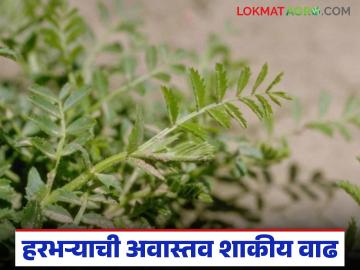 हरभऱ्याची अवास्तव शाकीय वाढ कशामुळे होते, त्यावर उपाय काय करावा, वाचा सविस्तर  - Marathi News | Latest News harbhara crop What causes excessive vegetative growth of gram read in detail | Latest News at Lokmat.com