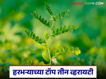 Harbhara Varieties : प्रति हेक्टर 32 क्विंटलपर्यंत उत्पादन देणाऱ्या 'या' आहेत हरभऱ्याच्या टॉप 3 व्हरायटी - Marathi News | latest news gram Varieties These are the top 3 varieties of Harbhara that yield up to 32 quintals per hectare | Latest News at Lokmat.com