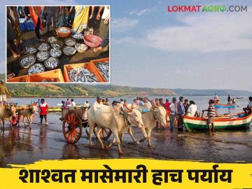 Harne Bandar Fish Market : मासेमारीतून कोट्यवधींची उलाढाल करणारे हर्णे बंदर - Marathi News | Harne Bandar Fish Market : Harne Bandar earns crores from fishing | Latest News at Lokmat.com