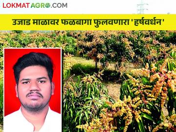 आंबा लागवडीचा इस्रायली पॅटर्न देईल एकरी ८ लाखाचे उत्पन्न - Marathi News | The Israeli pattern of mango cultivation will yield an income of 8 lakh per acre | Latest News at Lokmat.com