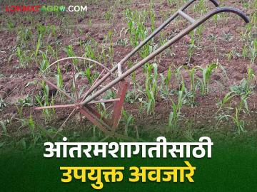 Farming Tools: आंतरमशागत खर्च आणि श्रम कमी करायचेत तर वापरा ही अवजारे - Marathi News | Use these tools to reduce intercultural operations and labor cost | Latest agriculture News at Lokmat.com Farming Tools: आंतरमशागत खर्च आणि श्रम कमी करायचेत तर वापरा ही अवजारे - Marathi News | Use these tools to reduce intercultural operations and labor cost | Latest agriculture News at Lokmat.com