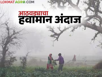 Maharashtra Weather Update : पुढील आठवड्यात थंडी, धुके अन् पाऊसही, पिकांवर काय परिणाम? वाचा सविस्तर  - Marathi News | Latest News Maharashtra Weather Update Cold, fog and rain next week, what will be impact on crops Read in detail | Latest News at Lokmat.com