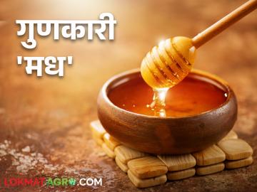 Honey Health Benefits : मधाळ मधाचे आरोग्यदायी फायदे - Marathi News | Honey Health Benefits: Health benefits of honey | Latest News at Lokmat.com