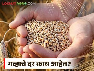 Gahu Bajarbhav : बन्सी गव्हाला चांगलं मार्केट, प्रतिक्विंटल काय दर मिळतोय, वाचा सविस्तर - Marathi News | Latest news Gahu Bajarbhav todays wheat market prices on 5th april | Latest News at Lokmat.com